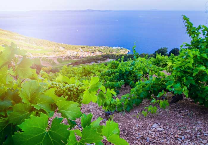 Hvar vineyard – Croatian luxury honeymoon, Travelive