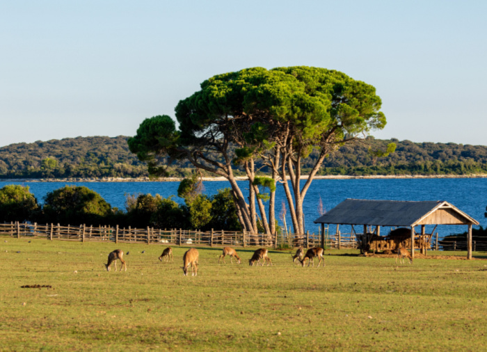Adrenaline Boost Brijuni Luxury Vacation Travelive – Croatia Vacation Package Created By Travelive