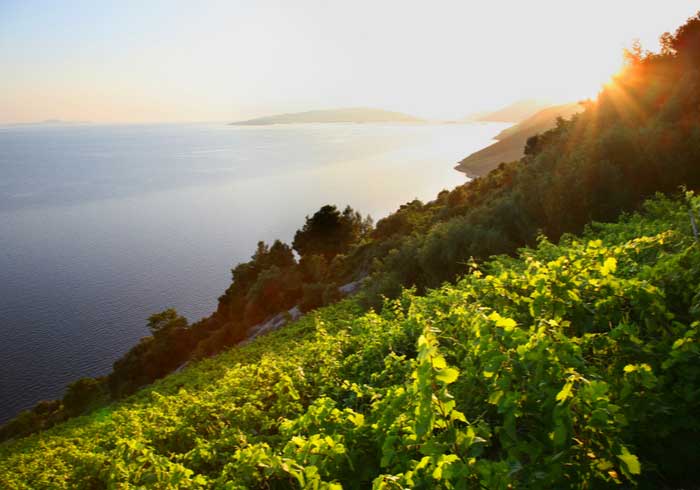 Peljesac Vineyards – Wine and Food Tastings in Croatia, Travelive