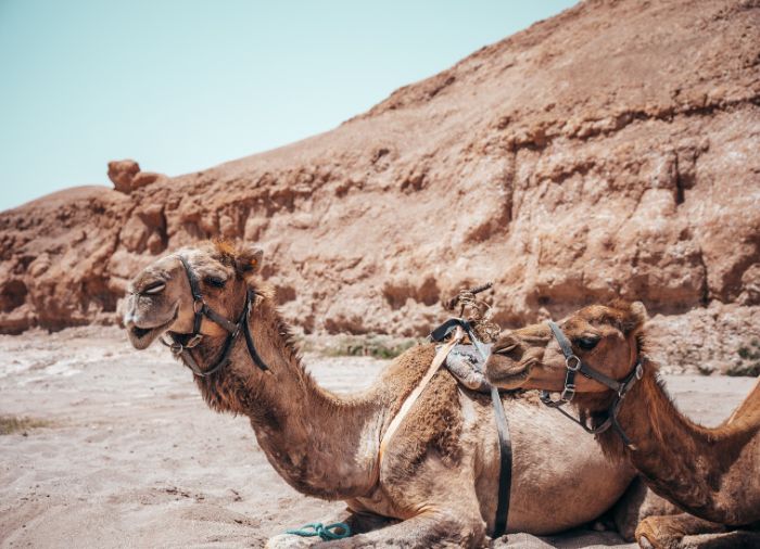 honeymoon packages with Travelive, luxury travel agency