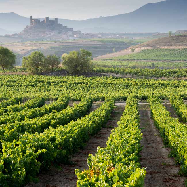 La Rioja – Vineyard, Spanish wine, Spain destinations with Travelive